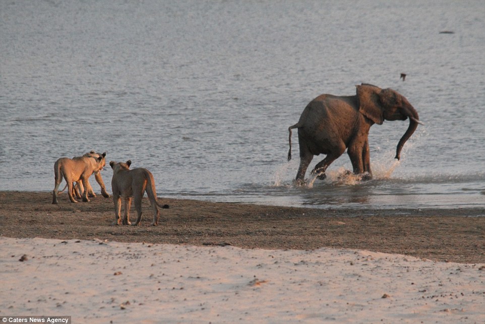 Catch me if you can: The elephant, safe at last, takes a few steps into the watering hole, while the angry lionesses watch on 