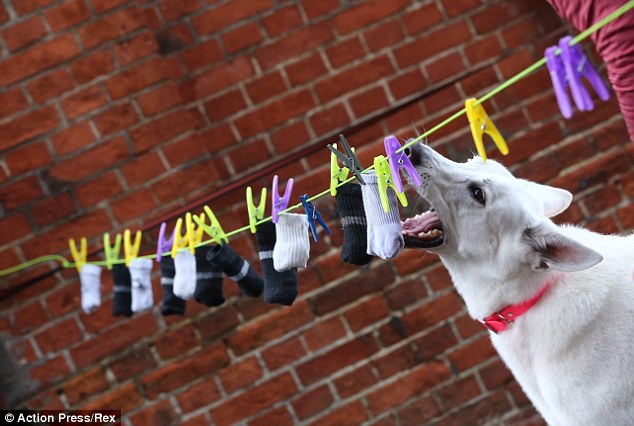 Record attempt: Earlier this week, a dog named Panya, pictured, took part in a record day in Hamburg