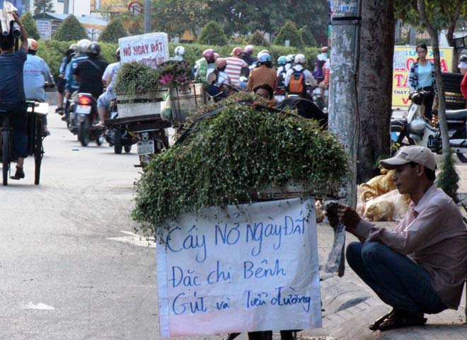 Đường Cộng H&ograve;a d&agrave;y đặt điểm b&aacute;n hoa nở ng&agrave;y đất với bản quảng c&aacute;o: &ldquo;Trị b&ecirc;nh G&uacute;t, tiểu đường&rdquo;.