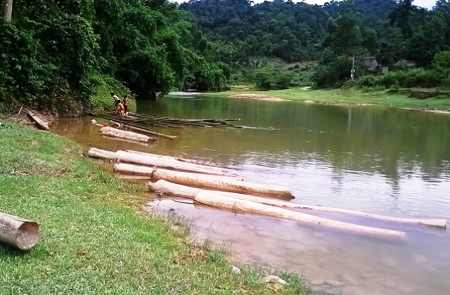 Số gỗ được khai th&aacute;c tr&aacute;i ph&eacute;p thả xuống suối ở th&ocirc;n Cụt Ạc, x&atilde; Xu&acirc;n Chinh, huyện Thường Xu&acirc;n (Thanh H&oacute;a)