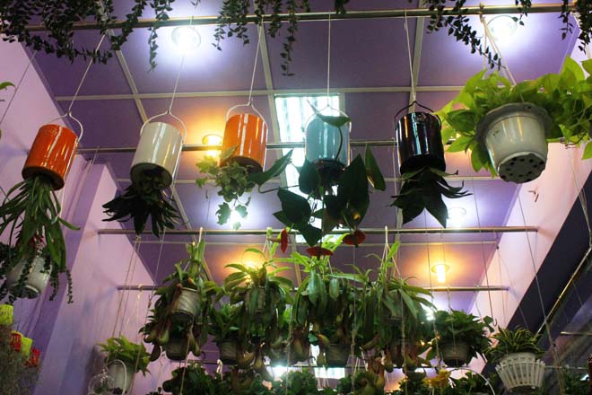 Kh&aacute;c với c&aacute;c loại c&acirc;y trồng b&igrave;nh thường, c&acirc;y &uacute;p ngược được treo đế chậu l&ecirc;n cao.