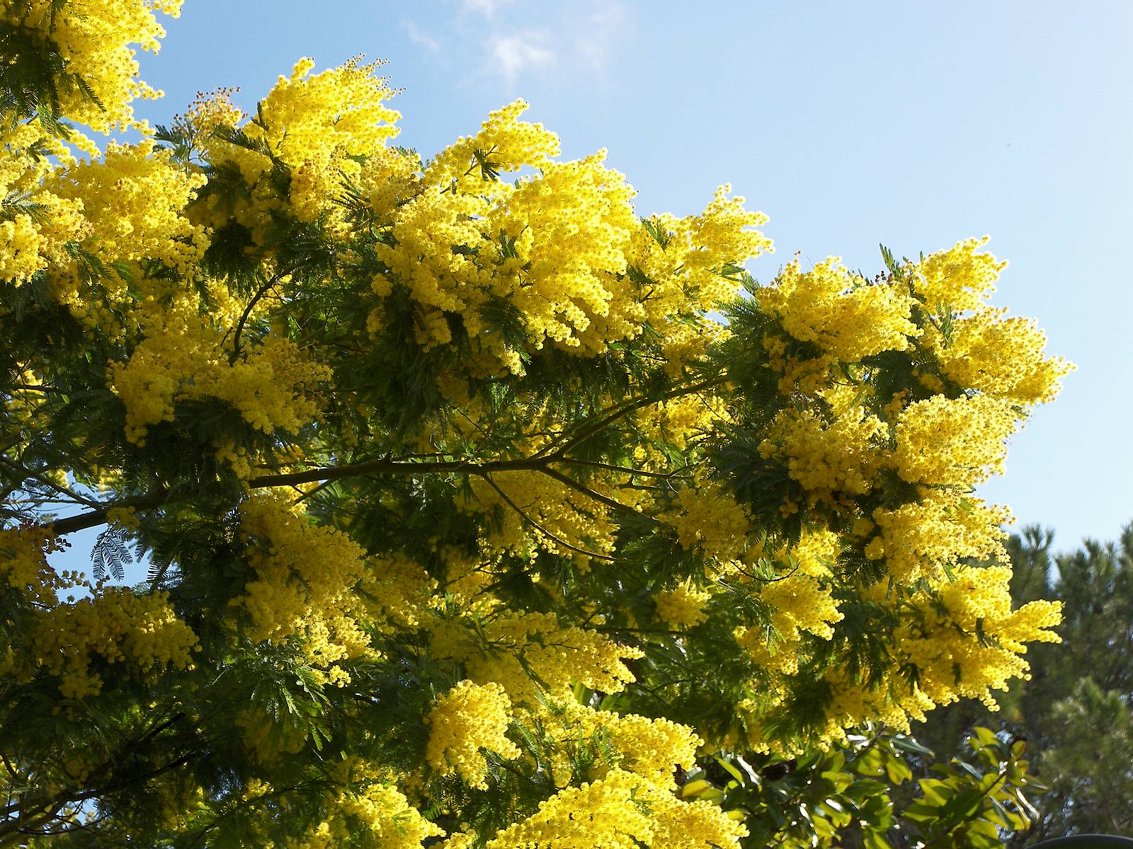 Mimosa l&aacute; đổ một chiều