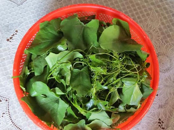 Rau b&igrave;nh b&aacute;t