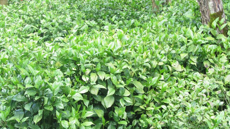 Một vườn hoa s&oacute;i hiếm hoi ở Bảo Lộc - lo&agrave;i hoa d&ugrave;ng để ướp tr&agrave; rất thơm
