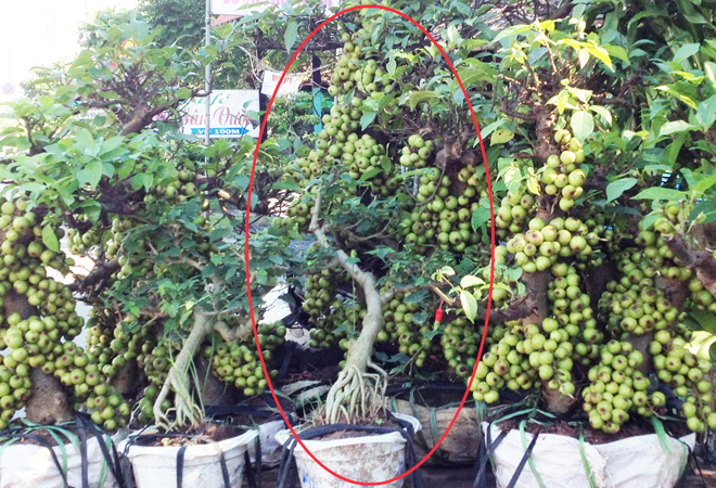 Những c&acirc;y sung d&aacute;ng đẹp, triễu quả được người b&aacute;n hết lời ca ngợi