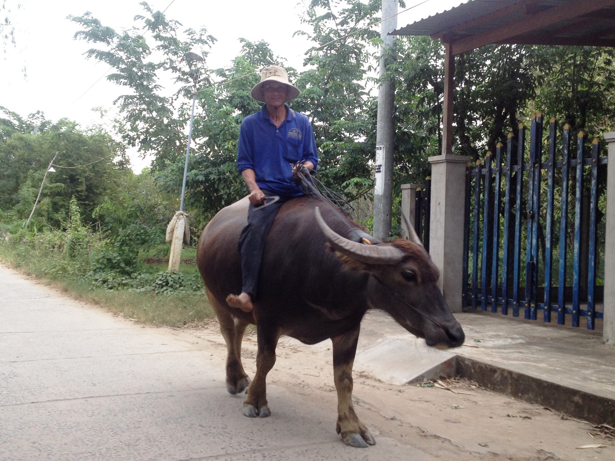 Tin đồn khiến nhiều người b&aacute;n tr&acirc;u, sợ tr&acirc;u, g&acirc;y hoang mang dư luận