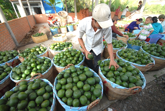 Trái cây mùa nóng sốt giá, hút hàng
