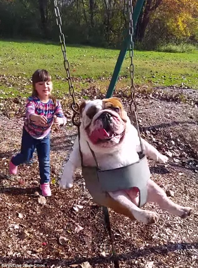 Weeeee: Sophie Citron, 5, pushes her pet bulldog Ozzy on a swing in Kingston, New York