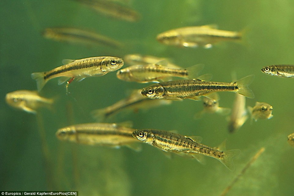 The Minnow fish in Almsee find their way to the underwater forest to join the trees in a little piece of paradise