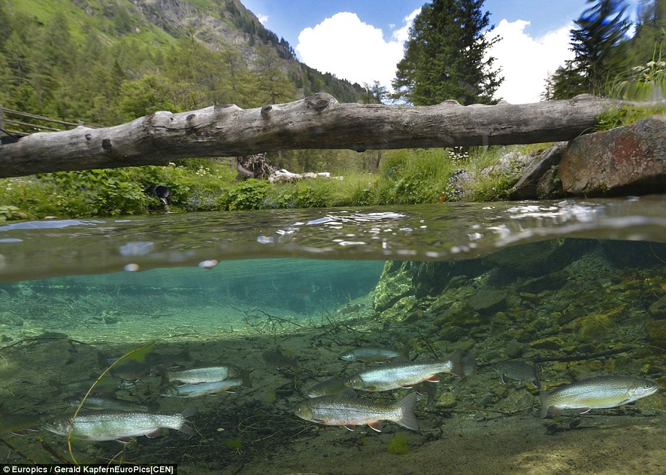 Trees have adapted to being underwater for upwards of a month every year at a time, with the water typically around 12-metres-deep through most of the spring