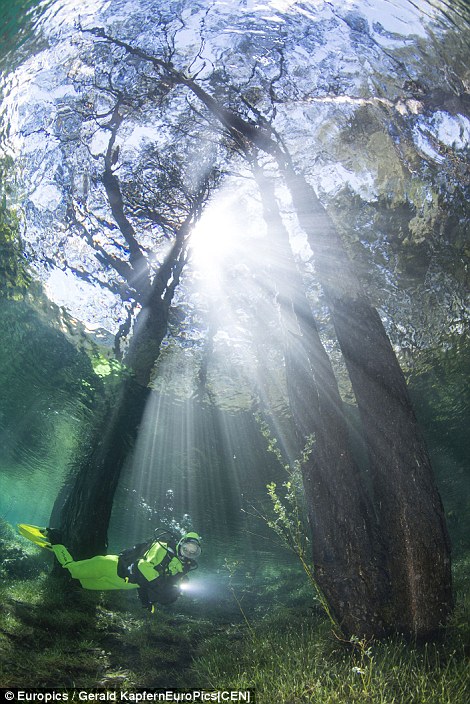 Pic shows: The Green Lake in the village of Tragöß in Styria.\n\nSpectacular images that show how a summer park becomes a lake each spring complete with underwater trees have been captured by two divers.\n\nThe snaps were taken at the Gruener See, or Green Lake as it is called in English, located in the southern Austrian province of Styria.\n\nDuring the summer and late winter the lake, located near the town of Tragoss at the foot of the snow-capped Hochschwab mountains, is only around a metre deep and the surrounding area is part of the country park. It is a favourite location for hikers and campers, but all of it vanishes underwater in the spring when the winter snow starts to melt, sending waters flooding down from the nearby mountain range.\n\nTrees have adapted to being underwater for upwards of a month every year at a time, with the water typically around 12-metres-deep through most of the spring.\n\nAnd as these spectacular images show it creates an eerie landscape which in the