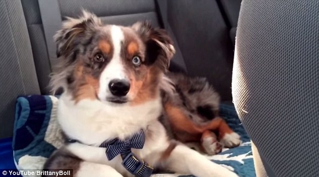 Caught on camera: As the piano intro starts playing, the pup immediately stirs with his ears pricked