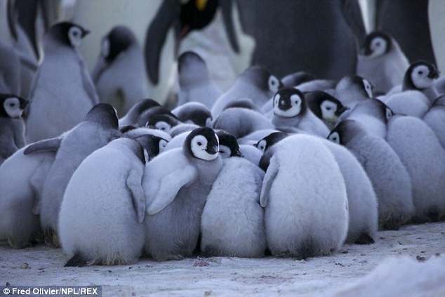 A creche of chicks snuggle together as their parents search for food