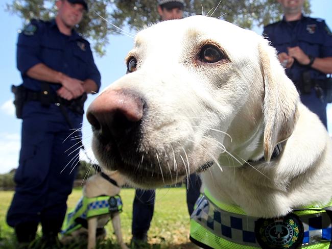 Adelaide drug dog Farrah.
