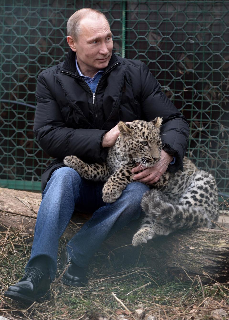 Tổng thống Putin xoa đầu con b&aacute;o tuyết. Ảnh: AP