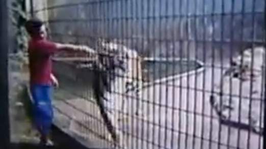 Cậu b&eacute; th&ograve; tay v&agrave;o chuồng vuốt ve con hổ... Ảnh: Liveleak