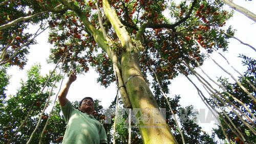 Choáng với cây quýt hồng cho đến 500 kg trái