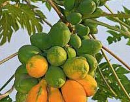 Đổi đời từ đu đủ ruột vàng