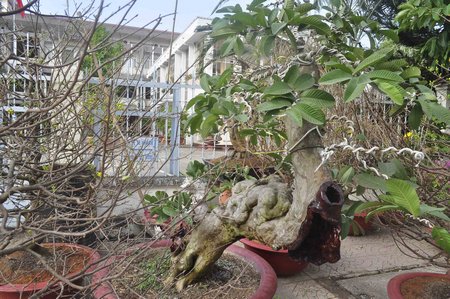 Kiểng độc giá cao