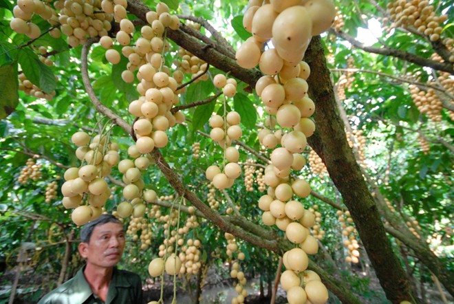 D&acirc;u miền T&acirc;y c&oacute; nhiều giống, m&ugrave;i vị, độ chua ngọt kh&aacute;c nhau. Loại ngọt v&agrave; hơi ngọt c&oacute; d&acirc;u xanh, d&acirc;u B&agrave; Phước,  Hạ Ch&acirc;u, b&ograve;n bon... Trong ảnh: Vườn d&acirc;u của &ocirc;ng Trần Văn Tư ở khu vực 4, phường Ba L&aacute;ng, Quận C&aacute;i Răng (TP Cần Thơ) đang  bước v&agrave;o thu hoạch.