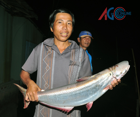 Kiếm bạc triệu nhờ săn cá “khủng”