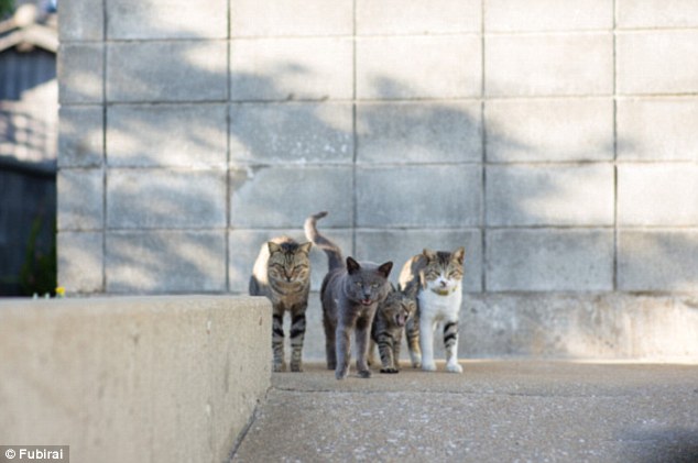 Takeover: After most of the humans left, the cat population began to grow