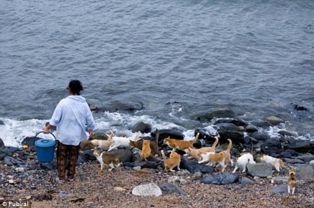 Looking for a snack? A pack of cats follow a local by the beach