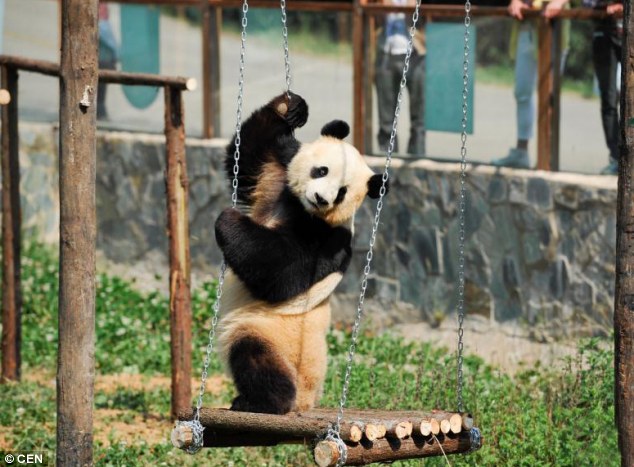 Distractions: The big panda has also been given a 'fake friend' in the shape of a giant cuddly toy panda to make her feel less lonely