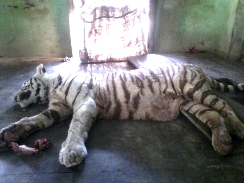 Cọp Rajan đến vườn th&uacute; Indore khoảng 1 th&aacute;ng trước từ Bhilai (Chhattisgarh). Ảnh: Hindustan Times