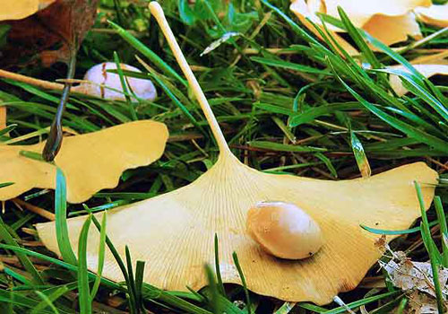 Thảo mộc ngừa say rượu bia