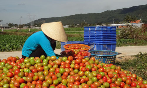 Lại điêu đứng vì cà chua mất giá