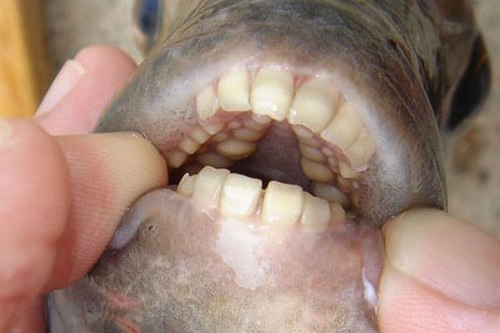 Cá sheepshead với hàm răng như người. Ảnh: