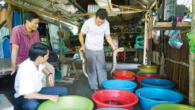 Nuôi rắn ri tượng trong thau nhựa