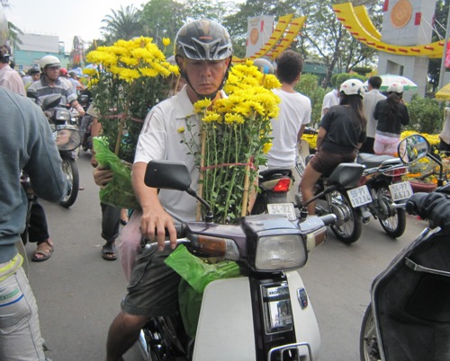Hoa, cây cảnh đại hạ giá