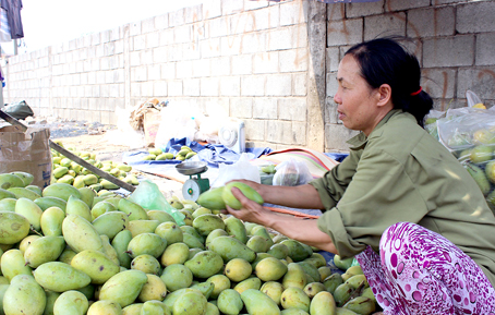 Xoài tại vườn khó bán, gia đình ông Phùng Văn Truyền, ấp Mít Nài, xã La Ngà (huyện Định Quán) thuê xe chở lên gần Khu công nghiệp Biên Hòa 2 để bán.