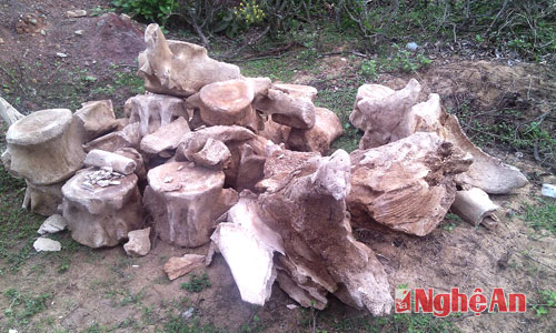 Phần xương cá sau khi được phát hiện đứa lên khỏi mặt đất. Những đốt xương sống có chiều dài từ 30 - 40 cm, ước Tính tổng chiều dài khi còn sống của con cá có thể lên đến 12 m.