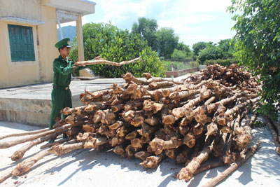 *C&acirc;y dẹp vừa bị Đồn Bi&ecirc;n ph&ograve;ng 364 bắt giữ.