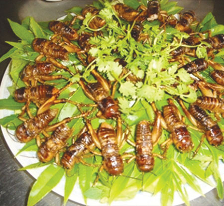 Đến quán dế Ông Giờ ăn món “độc và lạ”