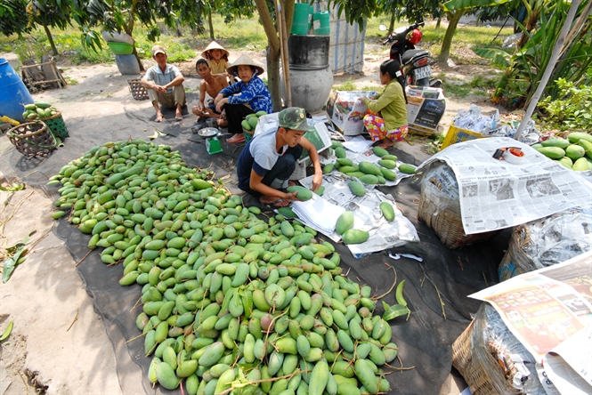 Nhà vườn khốn khổ!