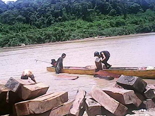 Gỗ lậu ồ ạt qua biên giới