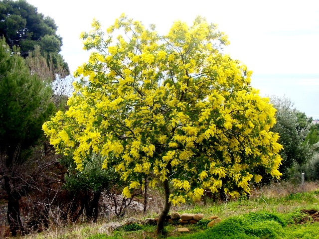 Màu vàng rực rỡ của những tán hoa mimosa làm choáng ngợp du khách