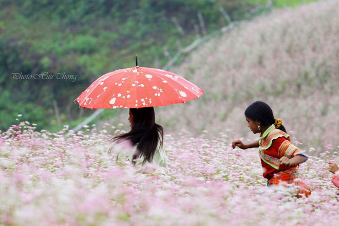 H&agrave; Giang, tam gi&aacute;c mạch, m&ugrave;a hoa