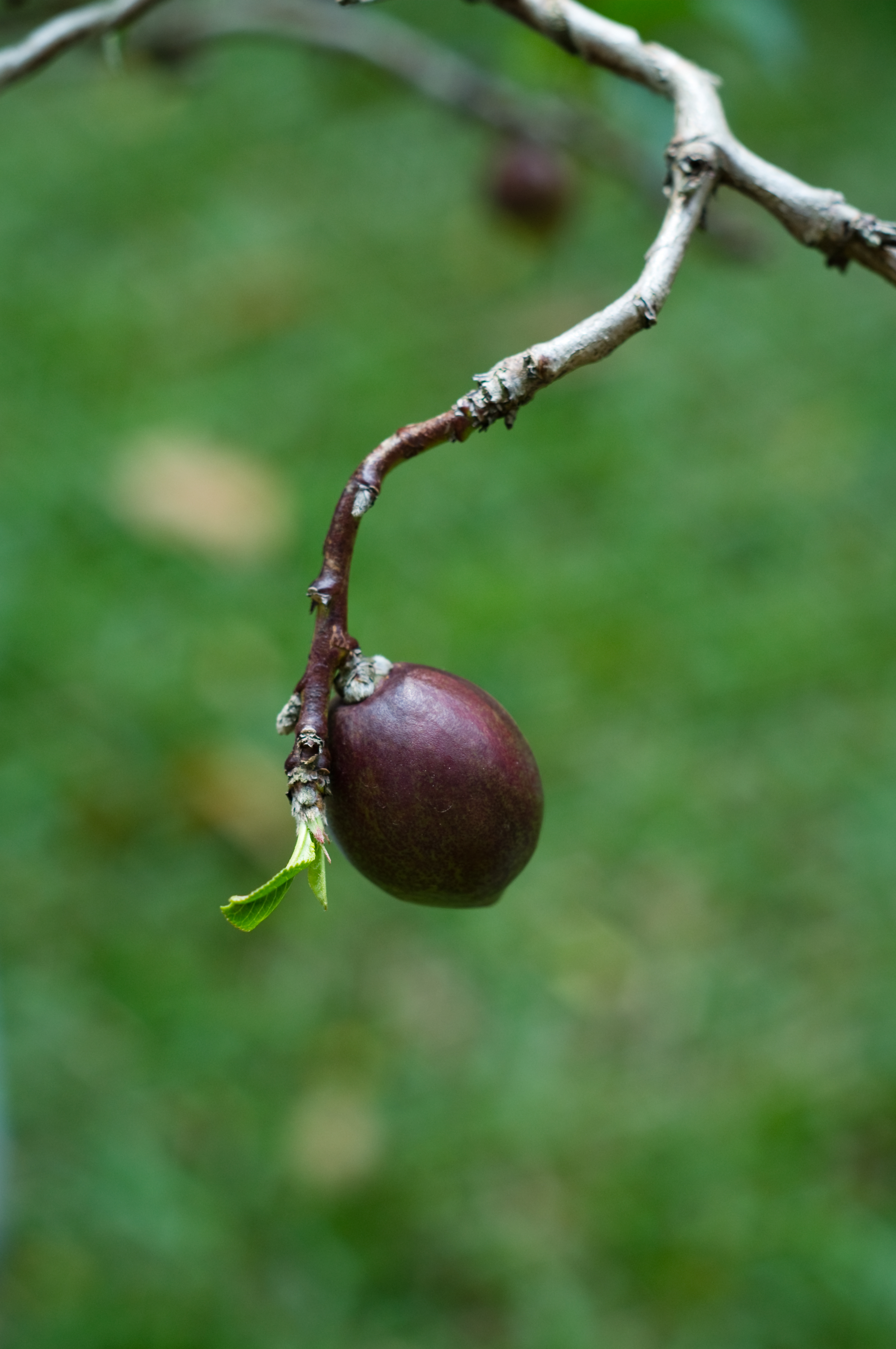 C&acirc;y cho hoa như hoa đ&agrave;o, cho tr&aacute;i như tr&aacute;i mận.