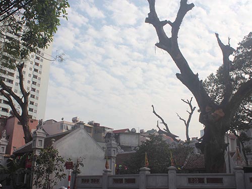 Cây di sản: Vinh danh cho có!