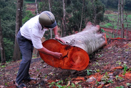 Công khai phá rừng phòng hộ