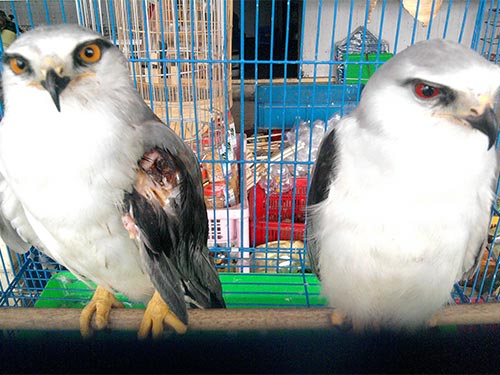 Hai con chim diều trắng cũng bị đem chào hàng ở “chợ chim” đường Trường Chinh