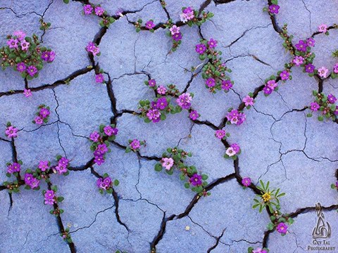 Cứ thương, cứ yêu một cách chân thật nhất
