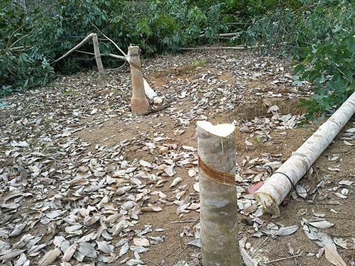 Cây cao su của bà Sầm Thị Dìn bị chặt bỏ