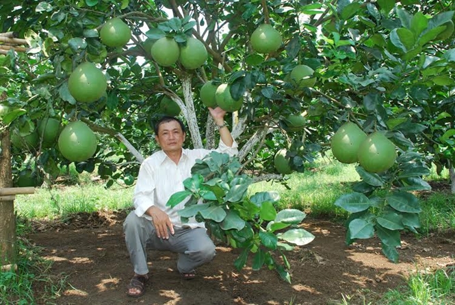 Sốc với giá bưởi da xanh