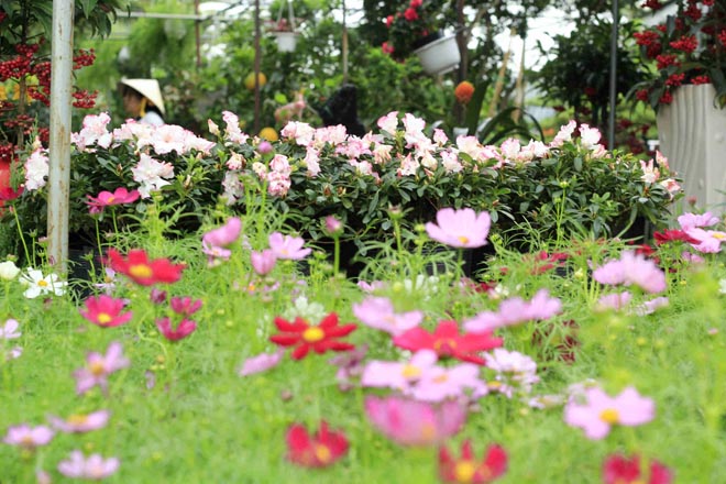 Hoa kiểng l&agrave; lựa chọn kh&ocirc;ng thể thiếu của hầu hết kh&aacute;ch h&agrave;ng